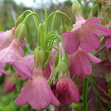 primula waltonii flower seeds