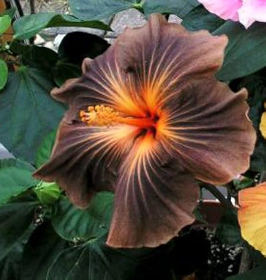 Brown Orange Hibiscus Flower Seeds - 100 pcs