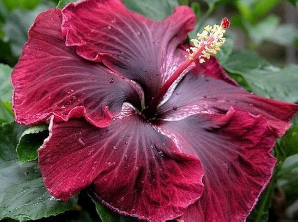 Maroon Hibiscus Blomsterfrø - 100 stk