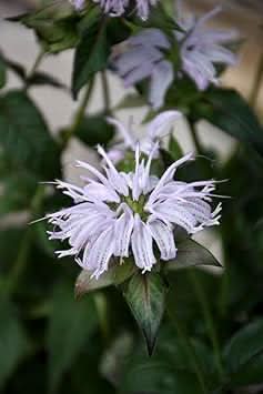 heirloom non flower seeds