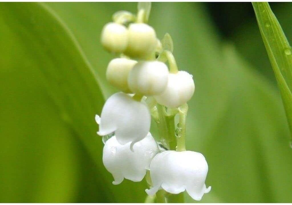 Flower Seeds, Seeds for Planting, Plant Seeds