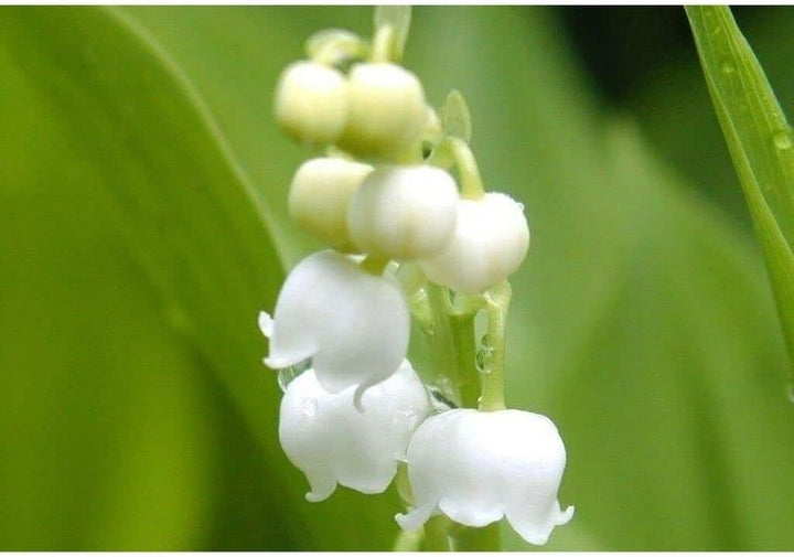 Flower Seeds, Seeds for Planting, Plant Seeds