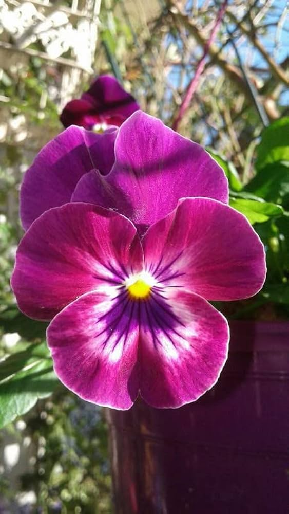 Pink White Pansy Flower Seeds for Planting - 100 pcs