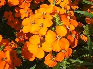 orange siberian flower seeds