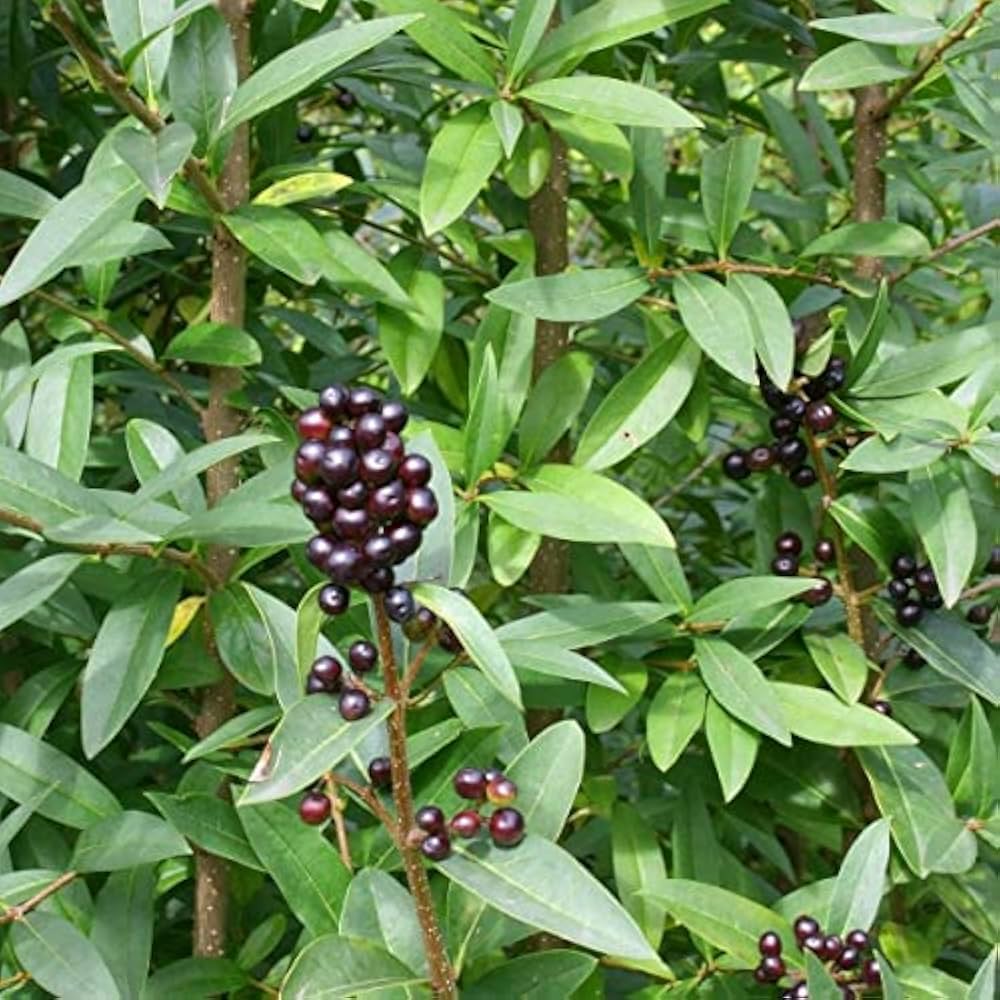 ligustrum vulgare flower seeds