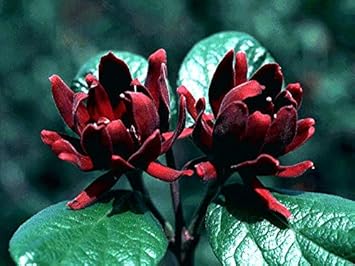 Flower Seeds, Seeds for Planting, Plant Seeds