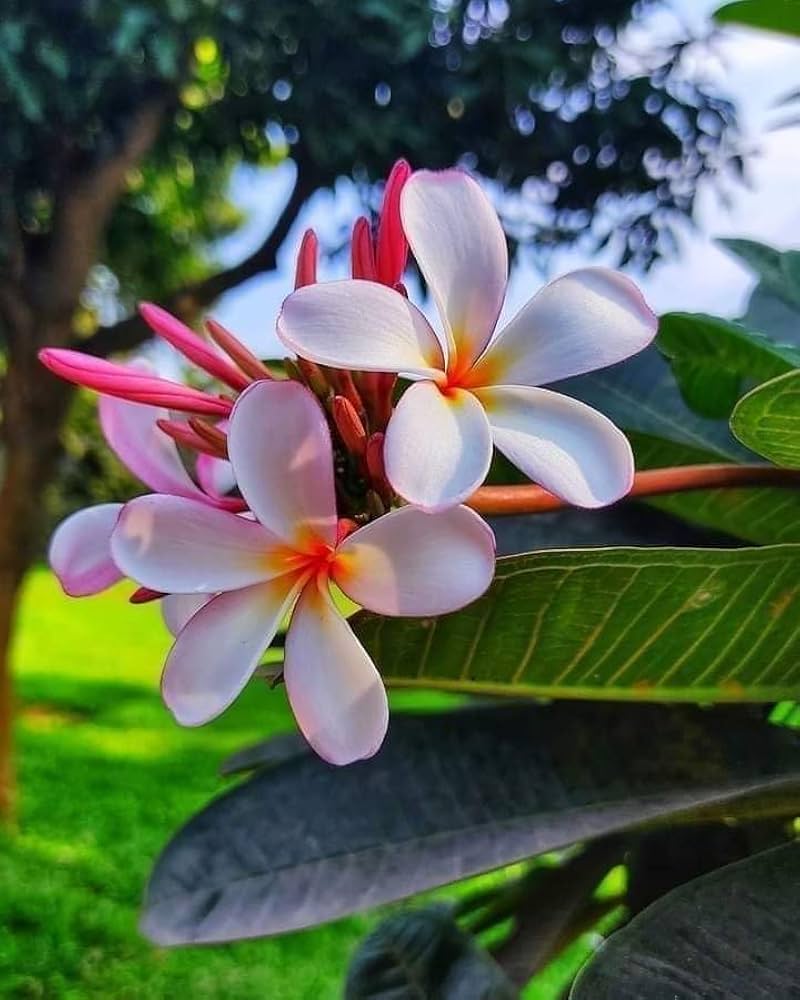 mixed color flower seeds