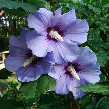 violet hibiscus flower seeds