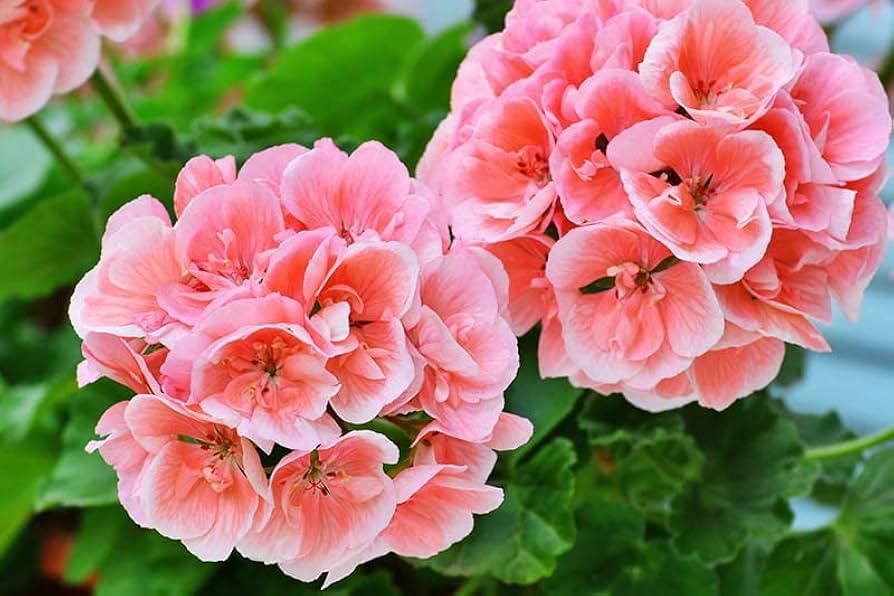 Geranium Pink Røde Blomsterfrø til Plantning 100 stk