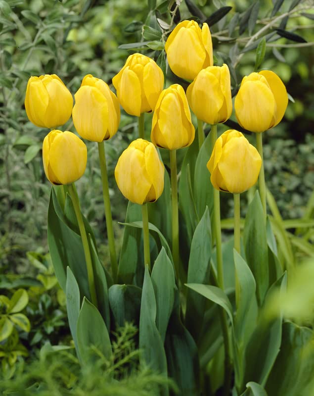 yellow orange flower seeds