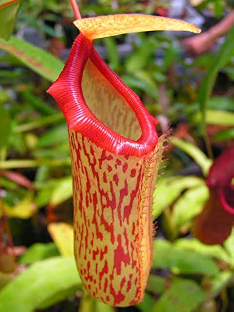 nepenthes pitcher flower seeds