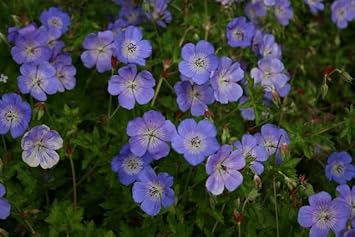 geranium rozanne flower seeds
