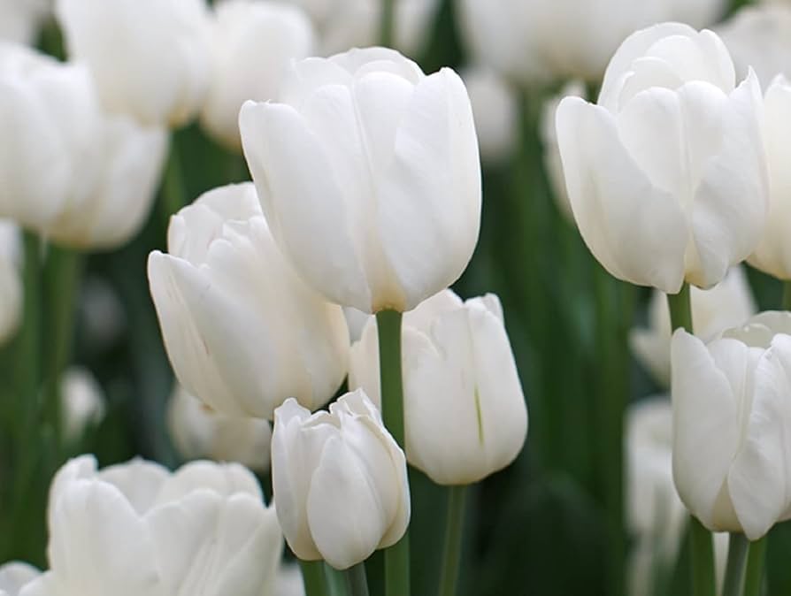 white white flower seeds