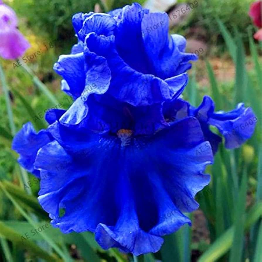 bonsai iris flower seeds