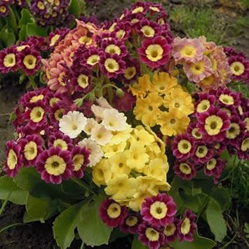aurikel flower flower seeds