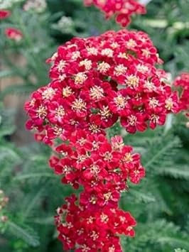 red heirloom flower seeds