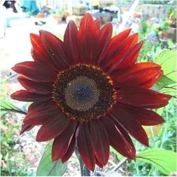 red red flower seeds
