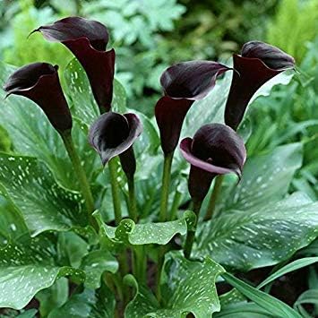 black calla flower seeds
