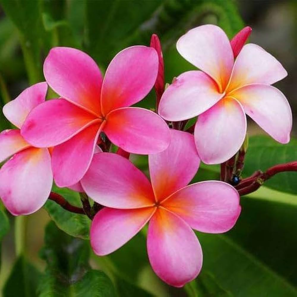 plumeria plumeria flower seeds