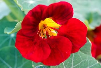 Heirloom Dark Red Nasturtium Flower Seeds for Planting