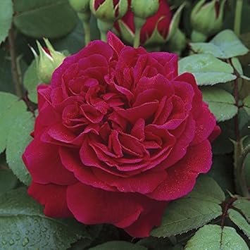 red dark flower seeds