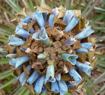 Flower Seeds, Seeds for Planting, Plant Seeds