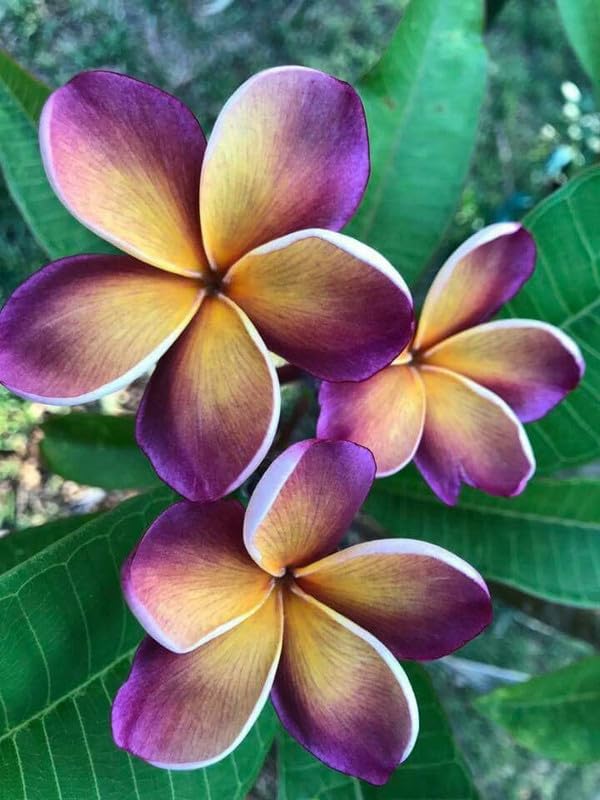 Purple Yellow Frangipani Flower Seeds for Planting 100 pcs