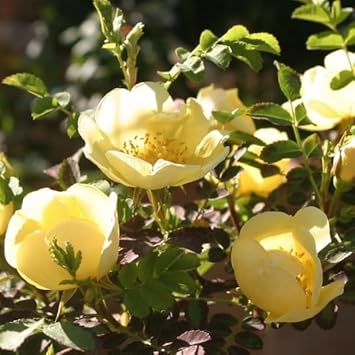 Flower Seeds, Seeds for Planting, Plant Seeds