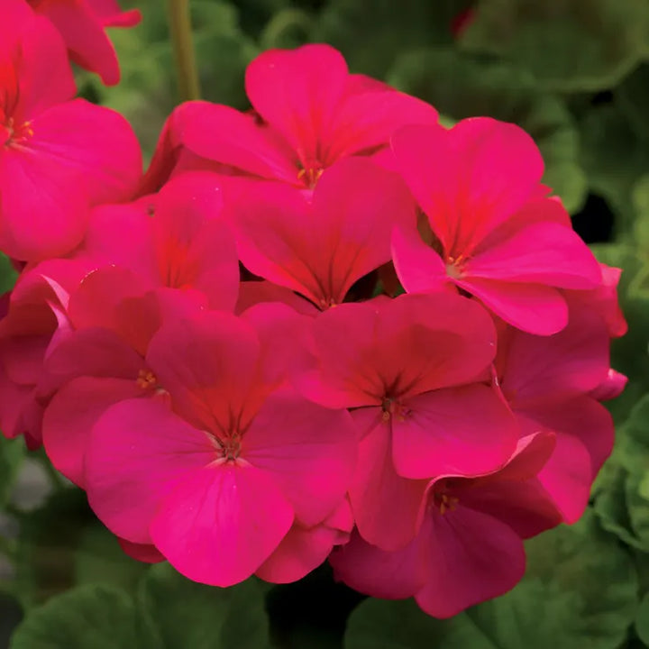 Geranium Pink Blomsterfrø til Plantning 100 stk