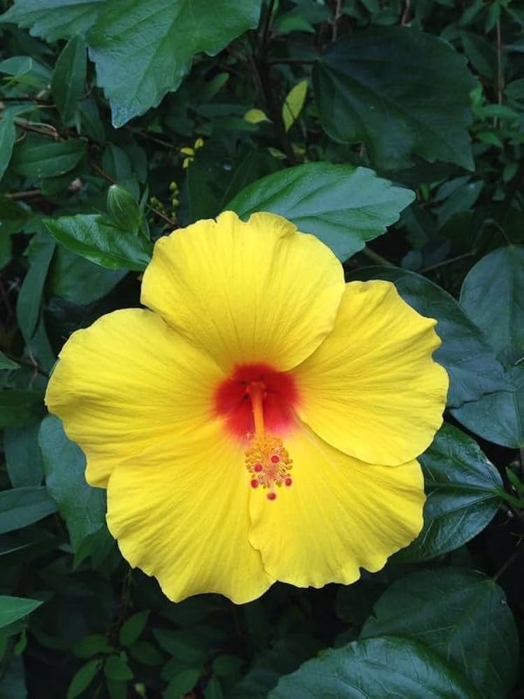 Gule Hibiscus Blomsterfrø til Plantning, Lyse Blomster, 100 stk