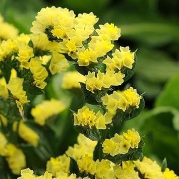 Flower Seeds, Seeds for Planting, Plant Seeds