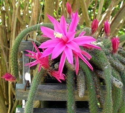 Aporocactus blomsterfrø til udplantning, friske, 100 stk