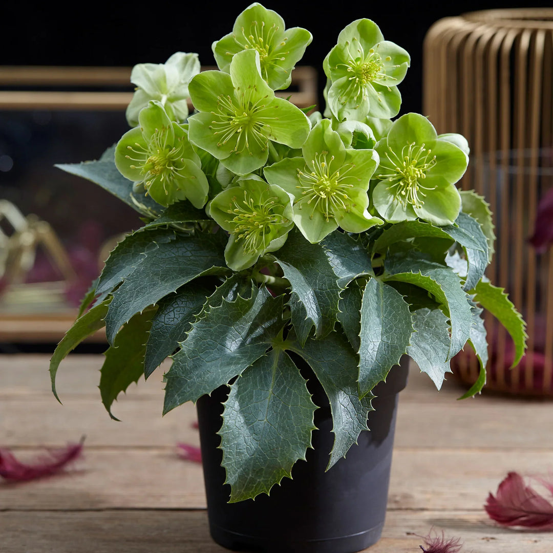 helleborus argutifolius flower seeds