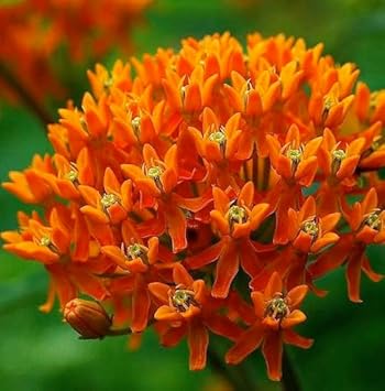 asclepias flower flower seeds