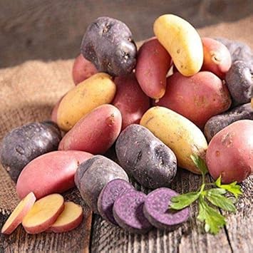 Fingerling Potato Mixed Variety Seeds for Planting