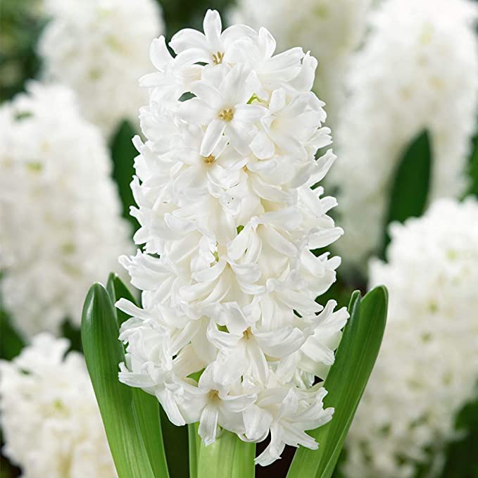 blue hyacinth flower seeds