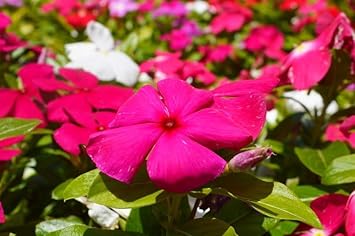 Flower Seeds, Seeds for Planting, Plant Seeds