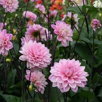 Flower Seeds, Seeds for Planting, Plant Seeds