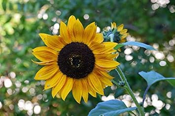 Yellow Perennial Sunflower Flower Seeds