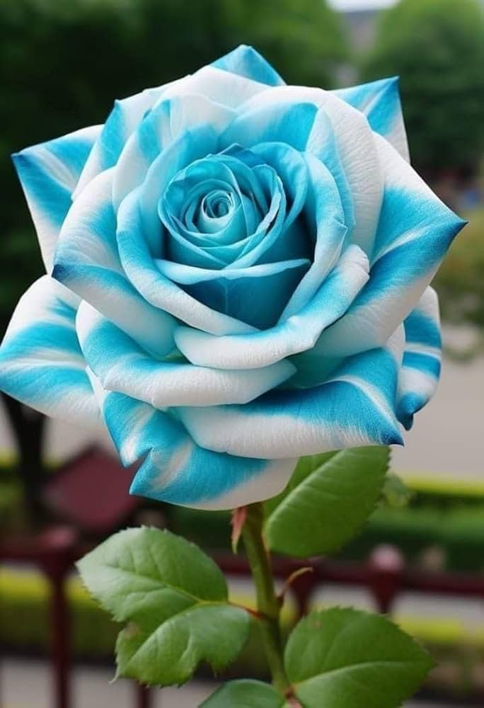 Rose Flower Seeds for Planting Sky Blue 100 pcs