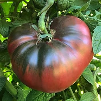 Black Brown Tomato Seeds for Planting