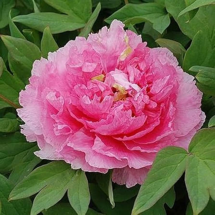 Siberian Rose Fernleaf Peony Flower Seeds for Planting 100 pcs