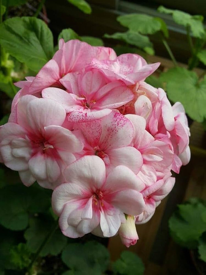 Fresh Geranium Flower Seeds for Planting, Light Pink 100 pcs