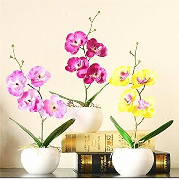 Flower Seeds, Seeds for Planting, Plant Seeds