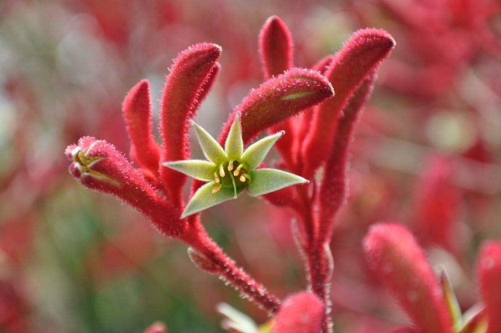 kangaroo paw flower seeds