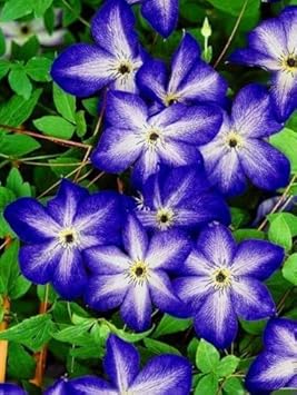 Flower Seeds, Seeds for Planting, Plant Seeds