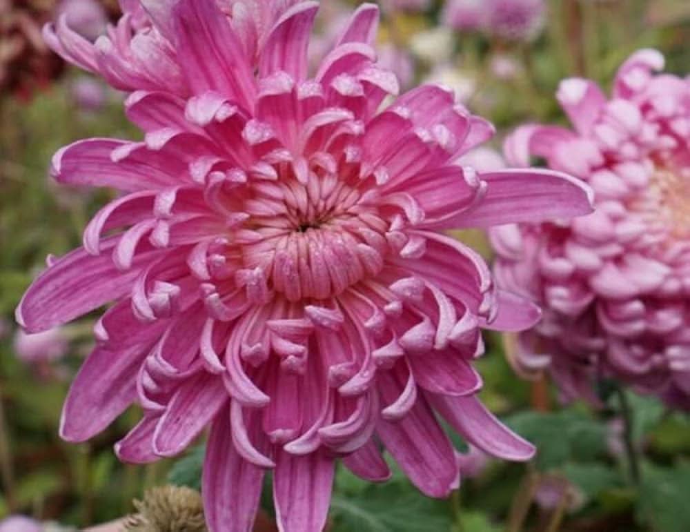chrysanthemum chrysanthemum flower seeds