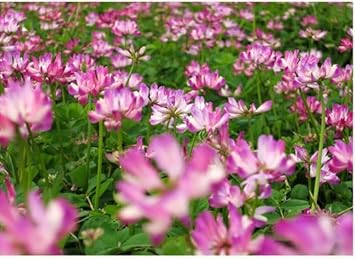 astragalus sinicus flower seeds