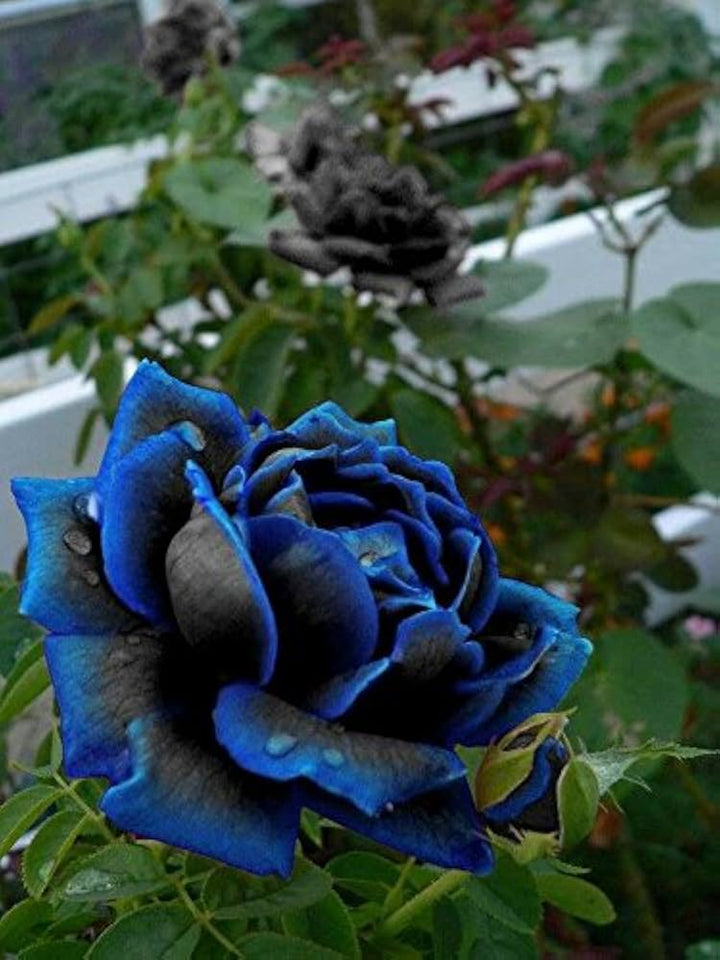 Rose Flower Seeds for Planting Blue Gray 100 pcs