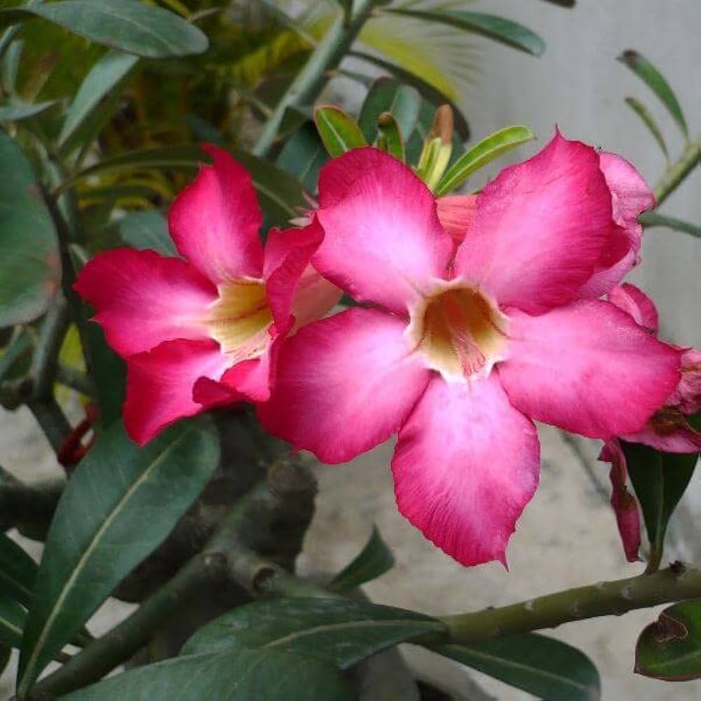 Adenium Blomsterfrø til Plantning Blandet 100 stk